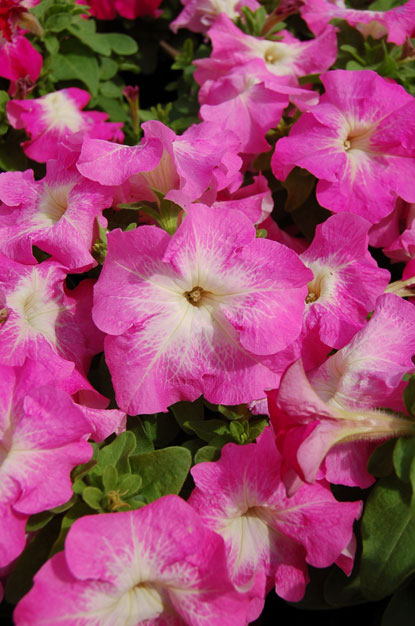 PETUNIA LIMBO ROSA SCURO CENTRO BIANCO NR.1000 SEMI PILL.